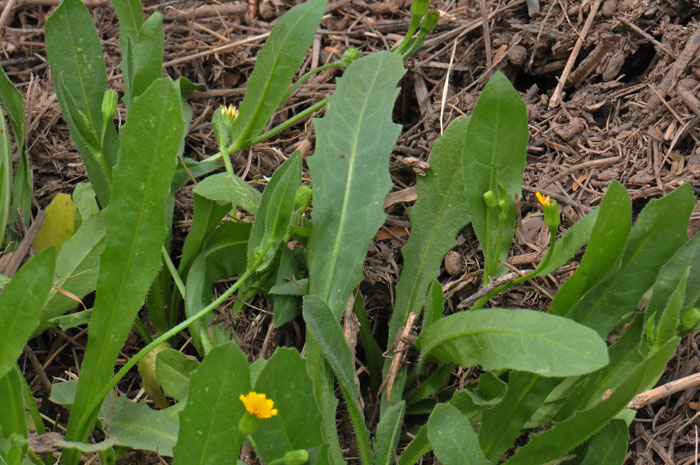 Cretanweed, Hedypnois cretica